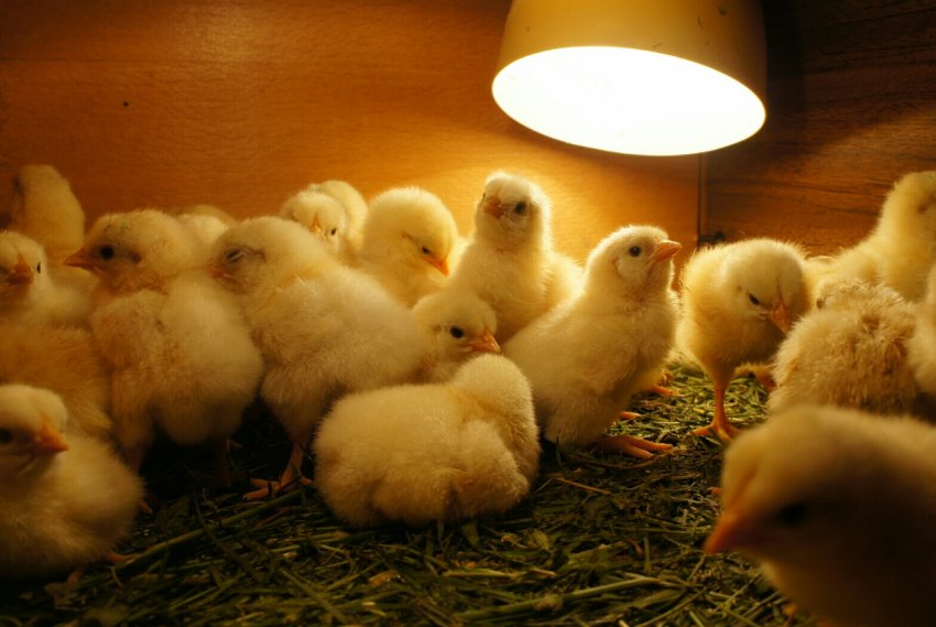 На сайті Президента України зареєстрована петиція про заборону використання антибіотиків у тваринництві На сайті Президента України зареєстрована петиція про заборону використання антибіотиків у тваринництві