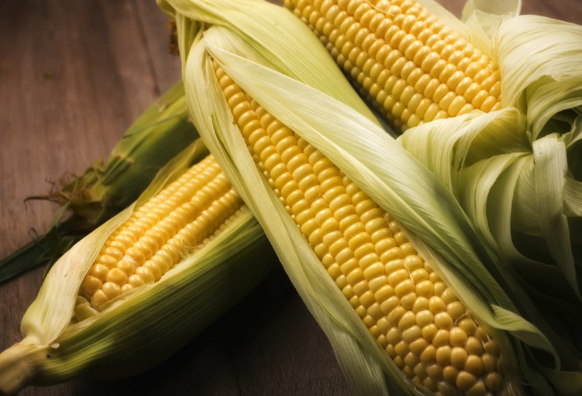 Карантин по західному кукурудзяному жуку ввели відразу у 5 областях України Карантин по західному кукурудзяному жуку ввели відразу у 5 областях України