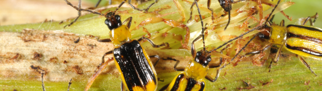 Карантин по західному кукурудзяному жуку ввели відразу у 5 областях України