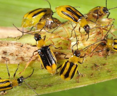 Карантин по західному кукурудзяному жуку ввели відразу у 5 областях України