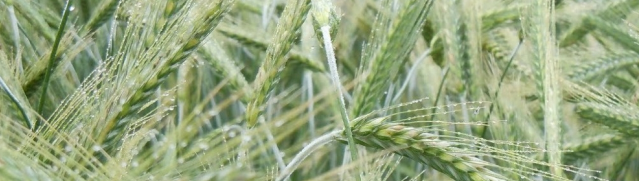 Бурятські аграрії зацікавилися вирощуванням тритикале