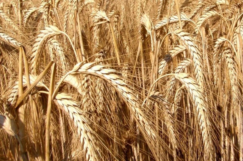 Бурятські аграрії зацікавилися вирощуванням тритикале Бурятські аграрії зацікавилися вирощуванням тритикале