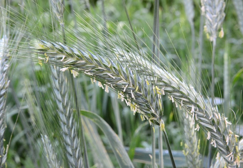 Бурятські аграрії зацікавилися вирощуванням тритикале Бурятські аграрії зацікавилися вирощуванням тритикале