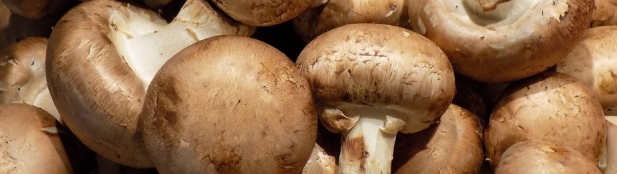Нова грибна ферма з'явиться в Підмосков'ї