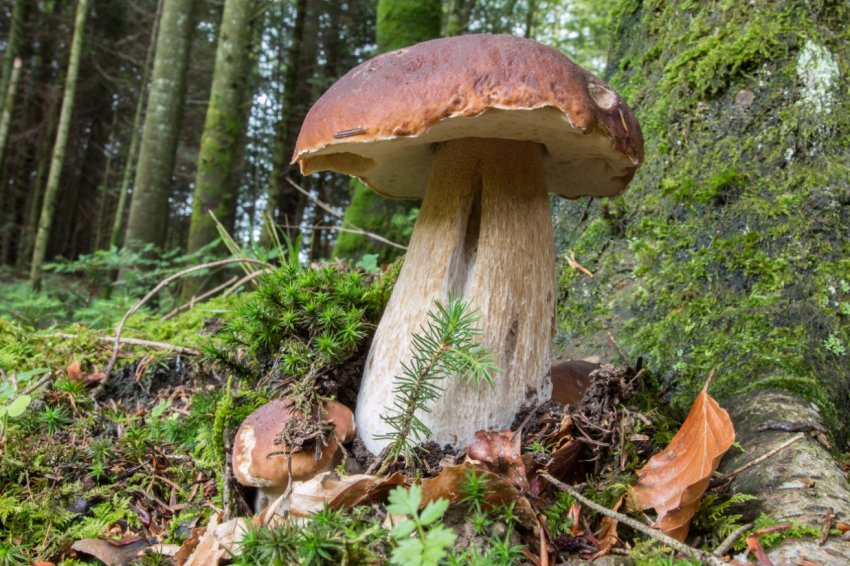 Нова грибна ферма з[1]ї