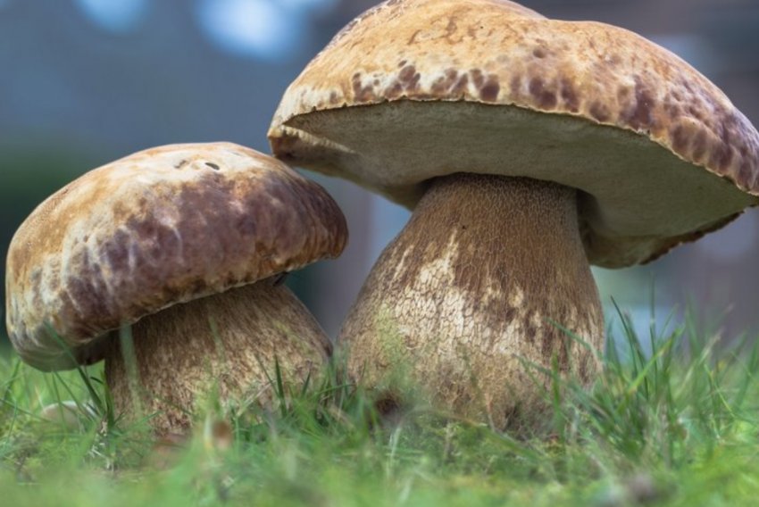 Нова грибна ферма з[1]ї