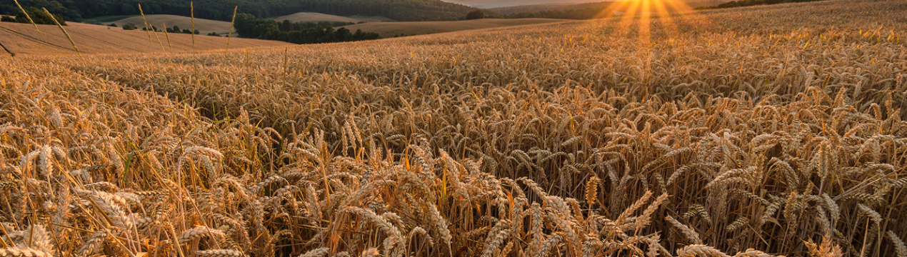 Втрати російських аграріїв від лиха склав 11 мільярдів рублів