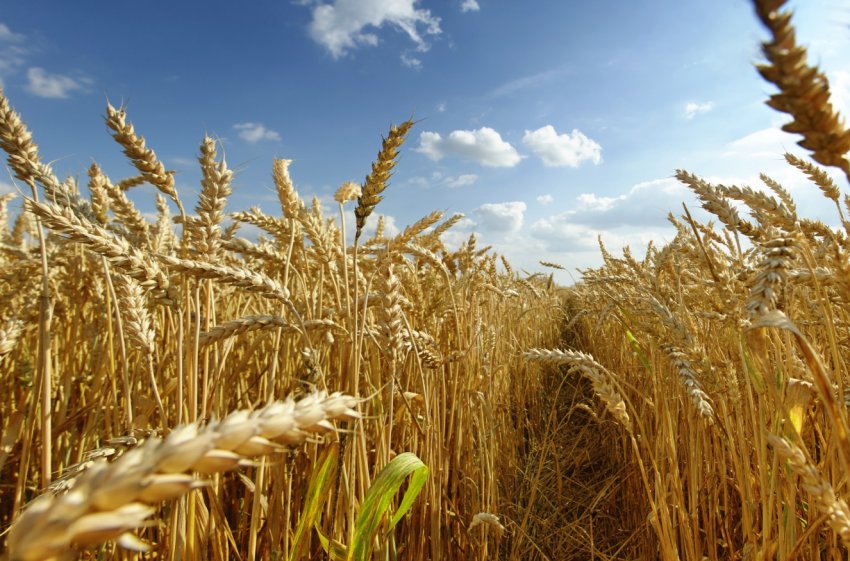 Втрат російських аграріїв від лиха склав 11 мільярдів рублів Втрат російських аграріїв від лиха склав 11 мільярдів рублів