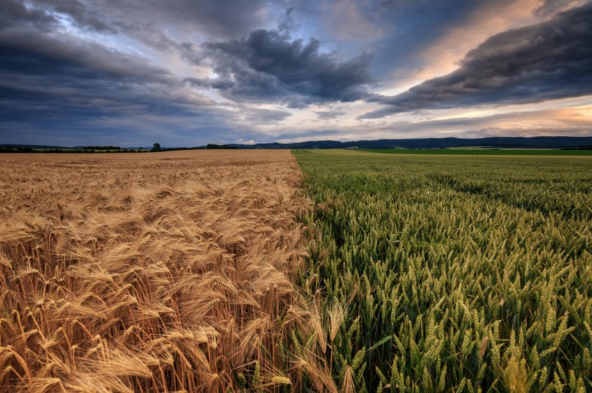 Втрат російських аграріїв від лиха склав 11 мільярдів рублів Втрат російських аграріїв від лиха склав 11 мільярдів рублів