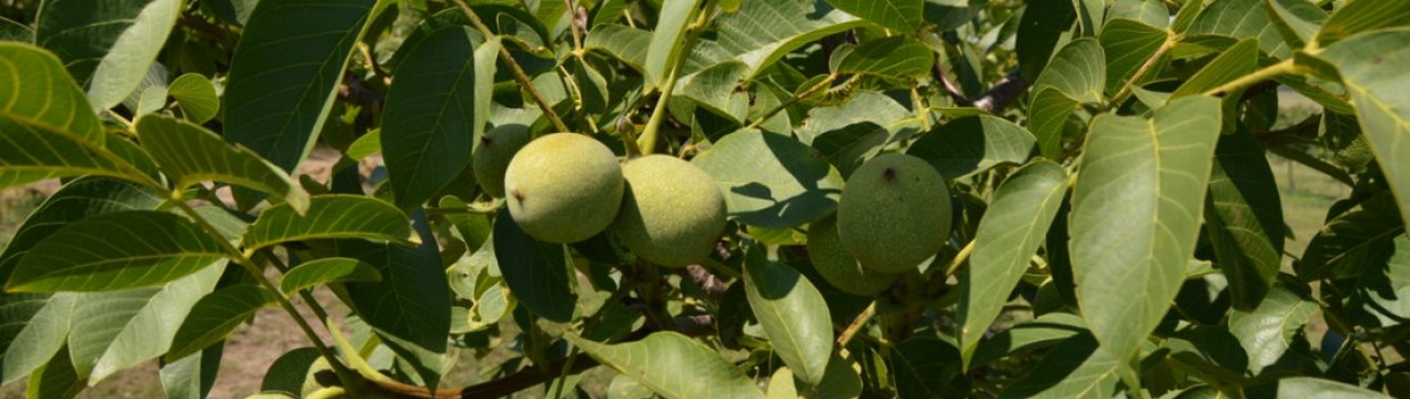 Опис волоського горіха Чандлер і особливості його вирощування