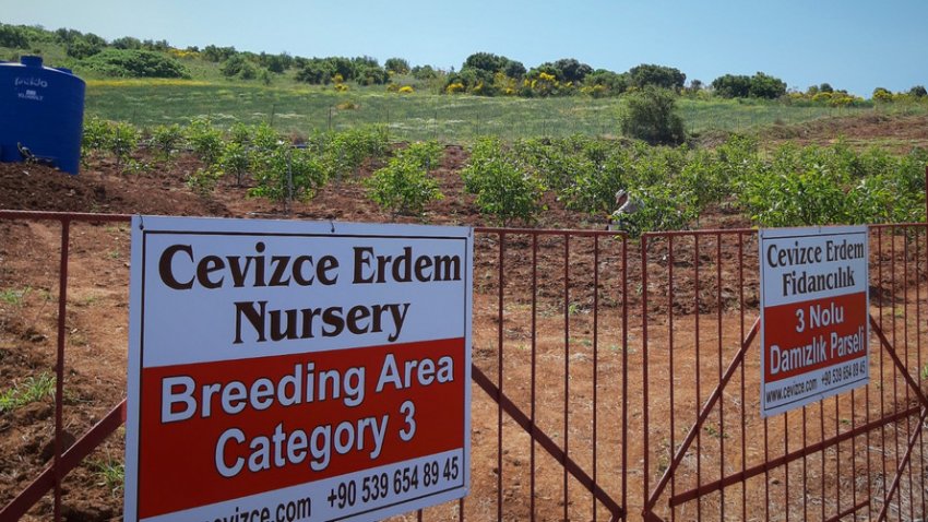 Вирощування сорту Чандлер компанією Cevizce Erdem Fidancılık Вирощування сорту Чандлер компанією Cevizce Erdem Fidancılık