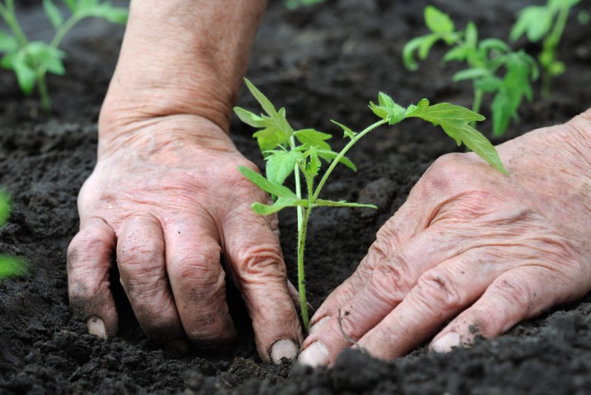 Висадка розсади