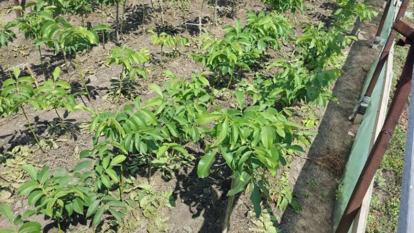 Місце для посадки волоського горіха Місце для посадки волоського горіха