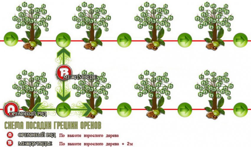 Схема посадки волоських горіхів Схема посадки волоських горіхів