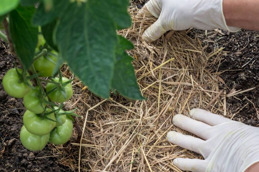 Розпушування грунту