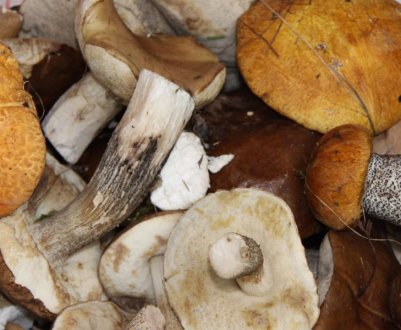 Як готувати підосичники та підберезники: покрокова інструкція з фото