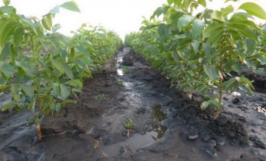 Полив волоського горіха Полив волоського горіха