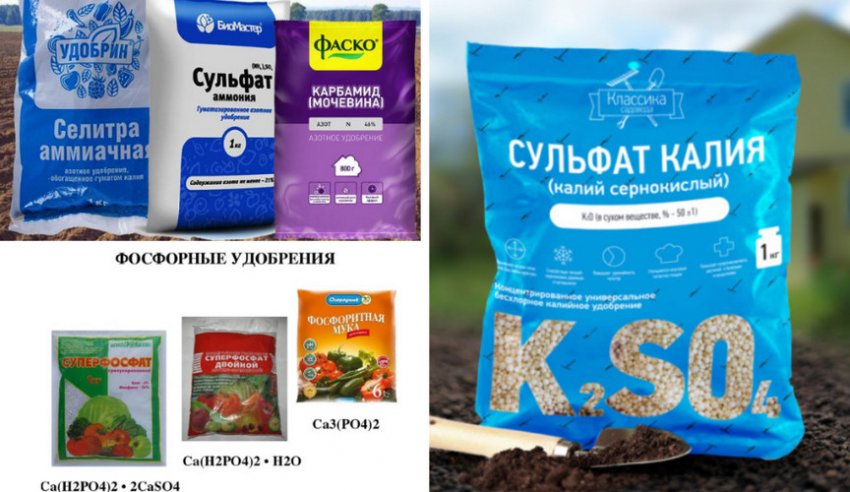 Підгодівля для волоського горіха Підгодівля для волоського горіха