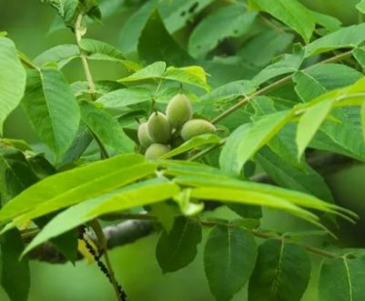 Опис маньчжурського горіха та особливості його вирощування