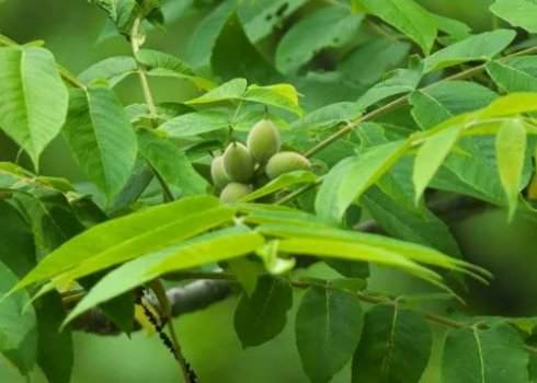 Опис маньчжурського горіха та особливості його вирощування