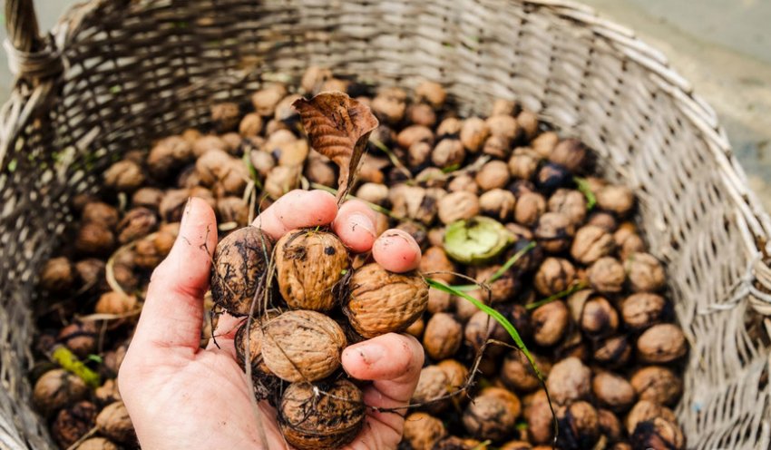 Збір врожаю волоського горіха Збір врожаю волоського горіха