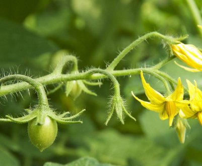 Чому обпадають квітки у помідорів в теплиці і як з цим боротися