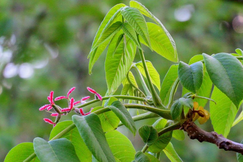 Маньчжурський горіх Маньчжурський горіх