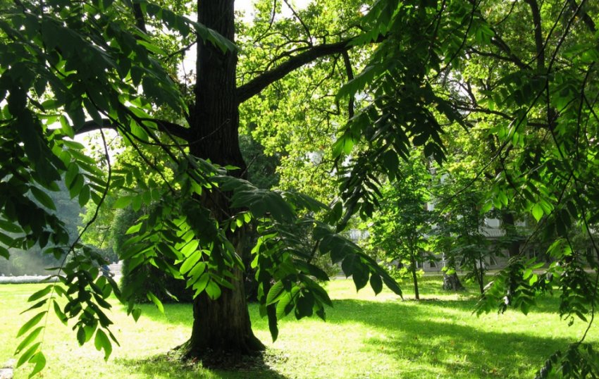 Маньчжурський горіх Маньчжурський горіх