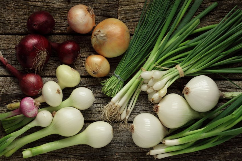 На Херсонщині відбудеться конференція, присвячена луку