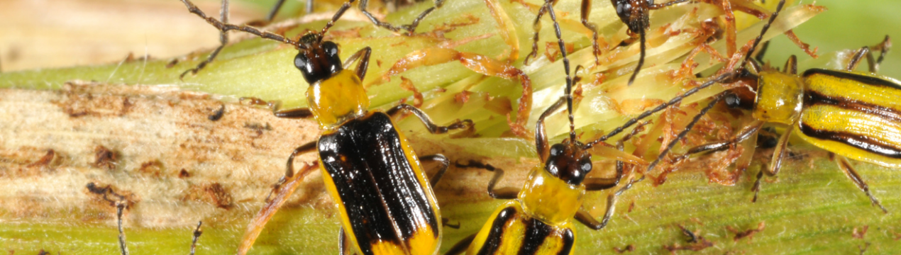 Західний кукурудзяний жук дістався до Вінницької області