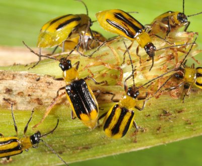 Західний кукурудзяний жук дістався до Вінницької області