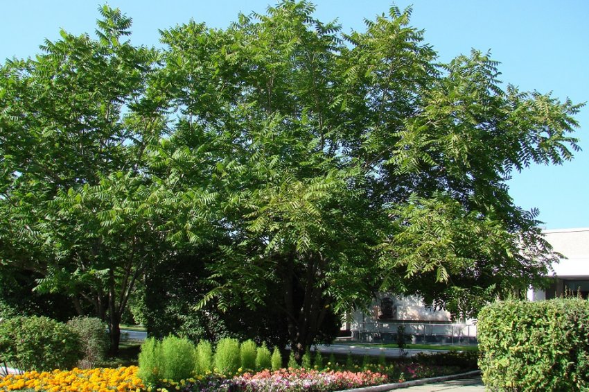 Маньчжурський горіх в ландшафтному дизайні Маньчжурський горіх в ландшафтному дизайні