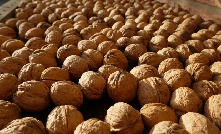 Где в краснодарском крае выращивают грецкий орех