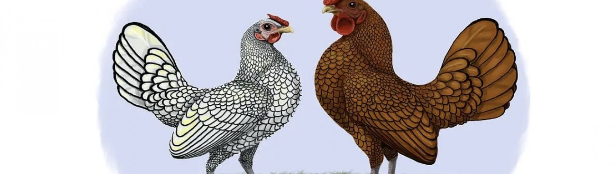 Где Можно Купить Кур Породы Сибрайт