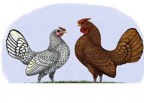 Сібрайт порода курей: характеристика, догляд та годівля