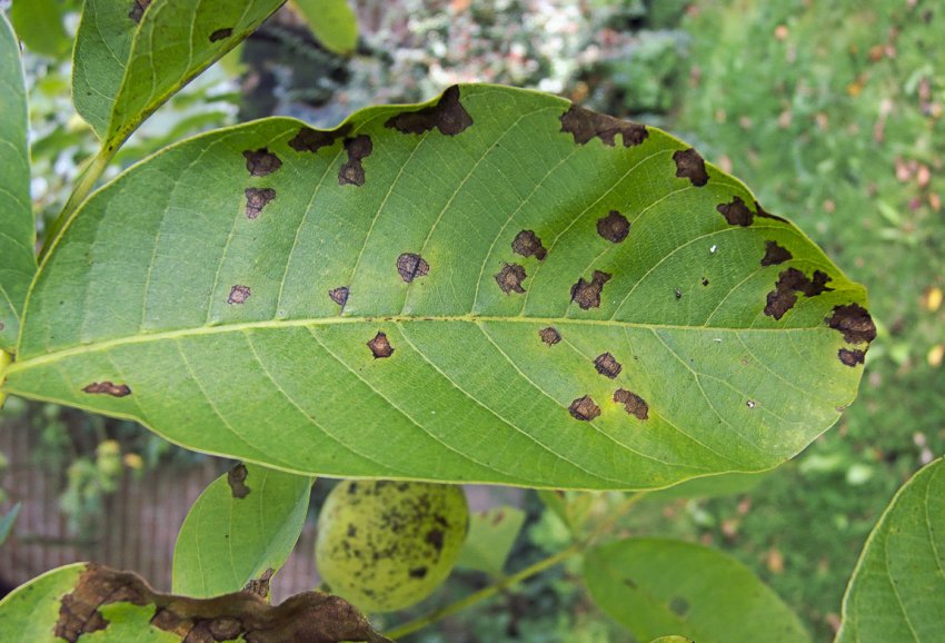 Насадження волоського горіха України вражені хворобами Насадження волоського горіха України вражені хворобами