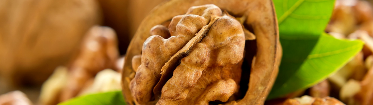 Насадження волоського горіха України вражені хворобами