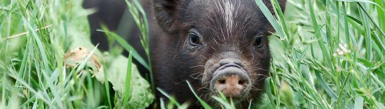 50% свинокомплексів Росії можуть стати збитковими вже в цьому році