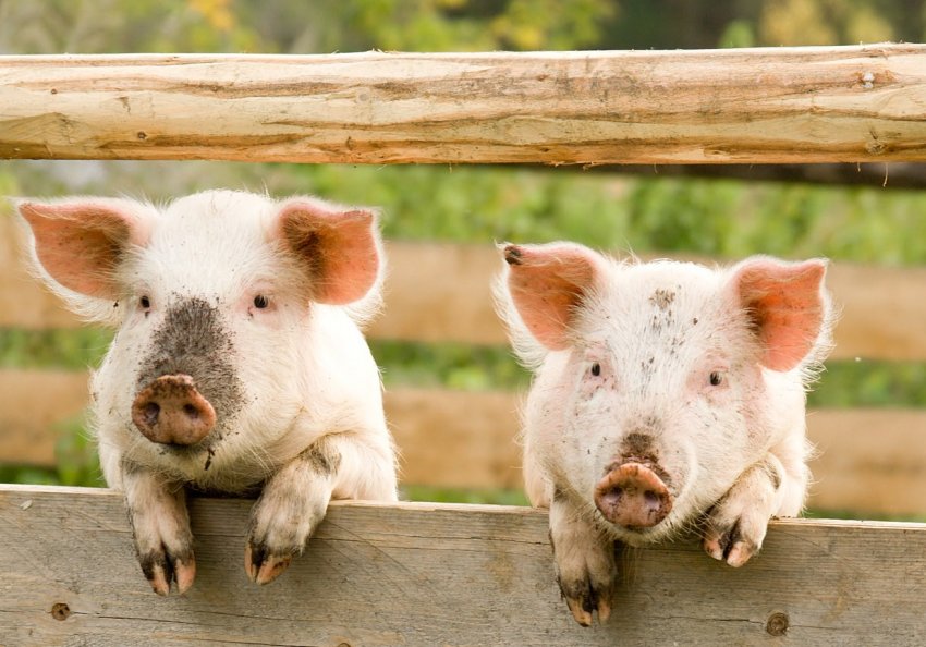 50% свинокомплексів Росії можуть стати збитковими вже в цьому році