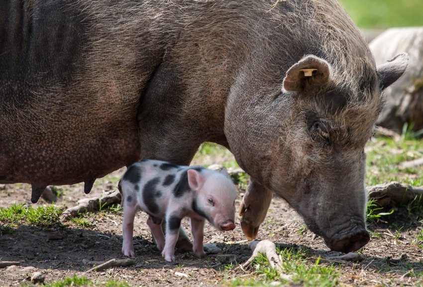 50% свинокомплексів Росії можуть стати збитковими вже в цьому році