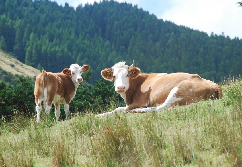 Удмуртська корів будуть доїти роботи