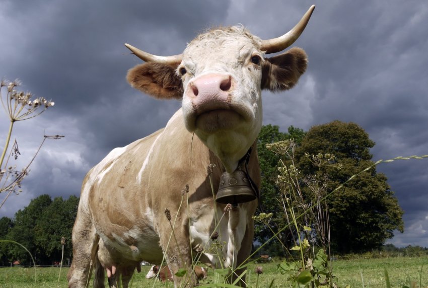 Удмуртська корів будуть доїти роботи