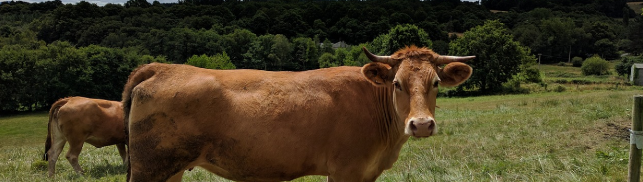 Удмуртська корів будуть доїти роботи