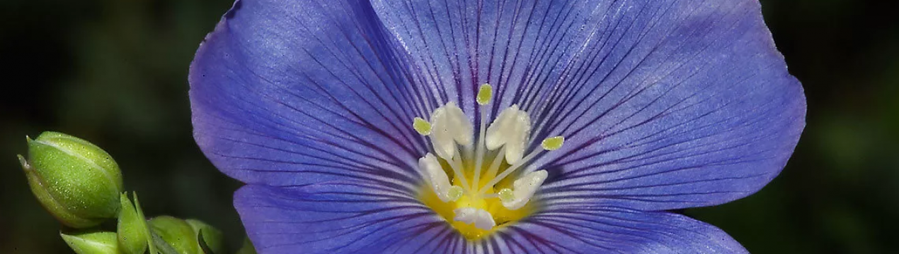 В Марій Ел прибирають льон-довгунець