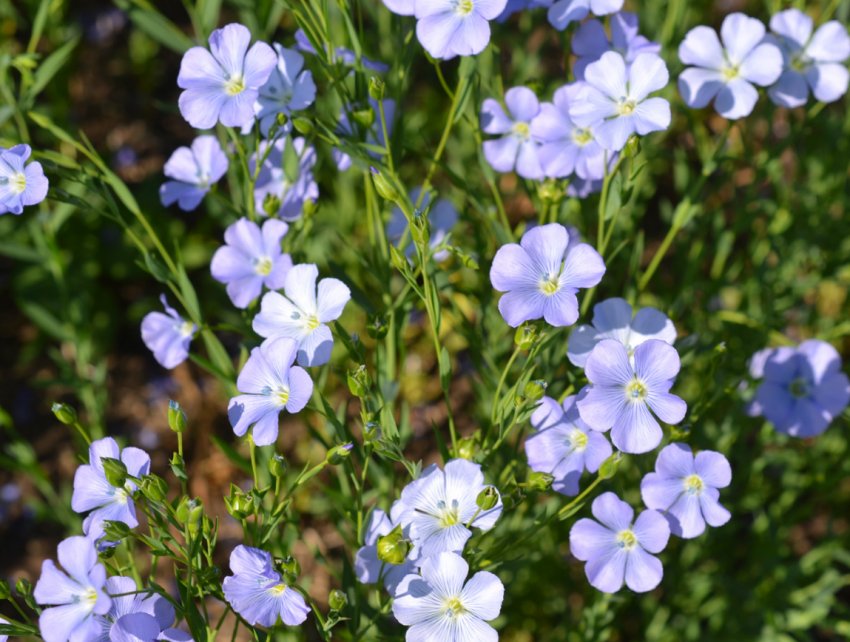 В Марій Ел прибирають льон-довгунець В Марій Ел прибирають льон-довгунець