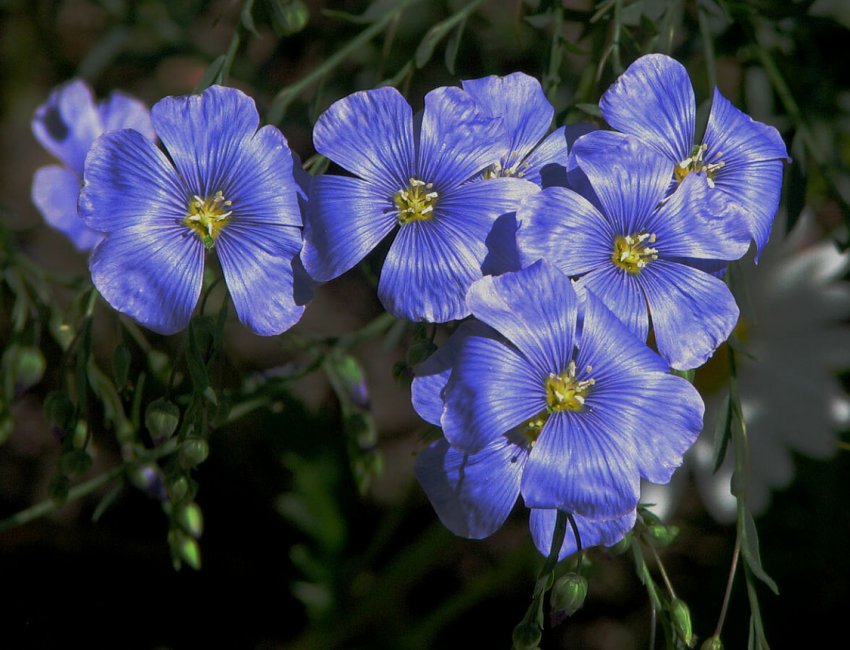 В Марій Ел прибирають льон-довгунець В Марій Ел прибирають льон-довгунець