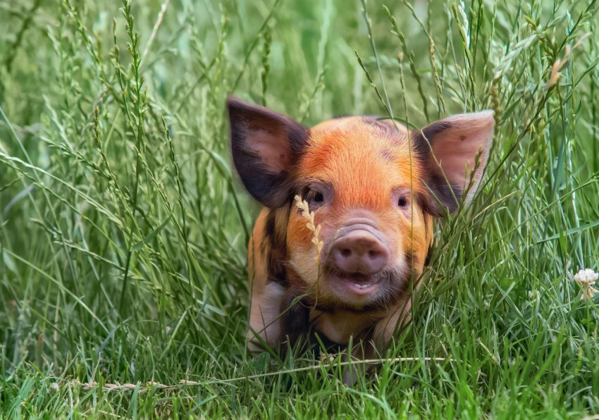 7 тисяч голів свиней знищені в Приамур'ї через АЧС