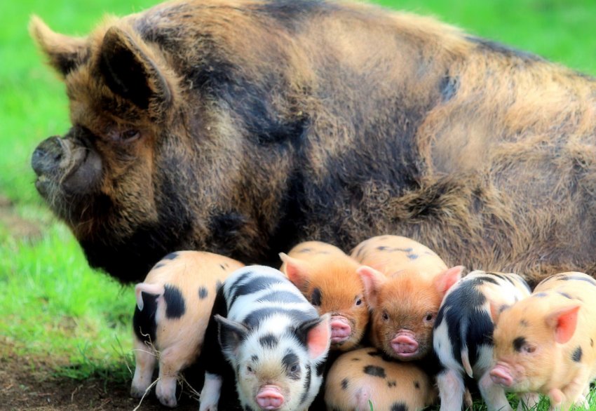7 тисяч голів свиней знищені в Приамур'ї через АЧС