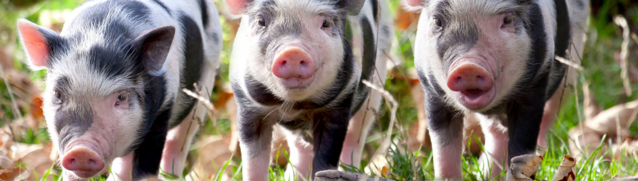7 тисяч голів свиней знищені в Приамур'ї через АЧС