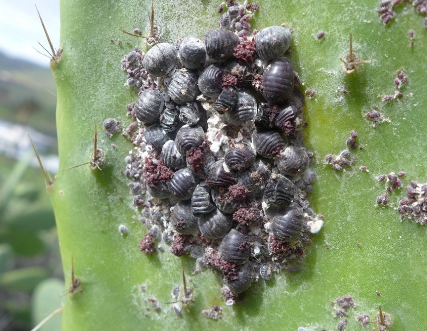 Корисні комахи рятують Намібію від кактусів